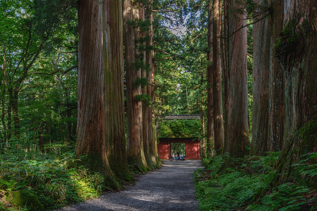 「森の聖地」紙面