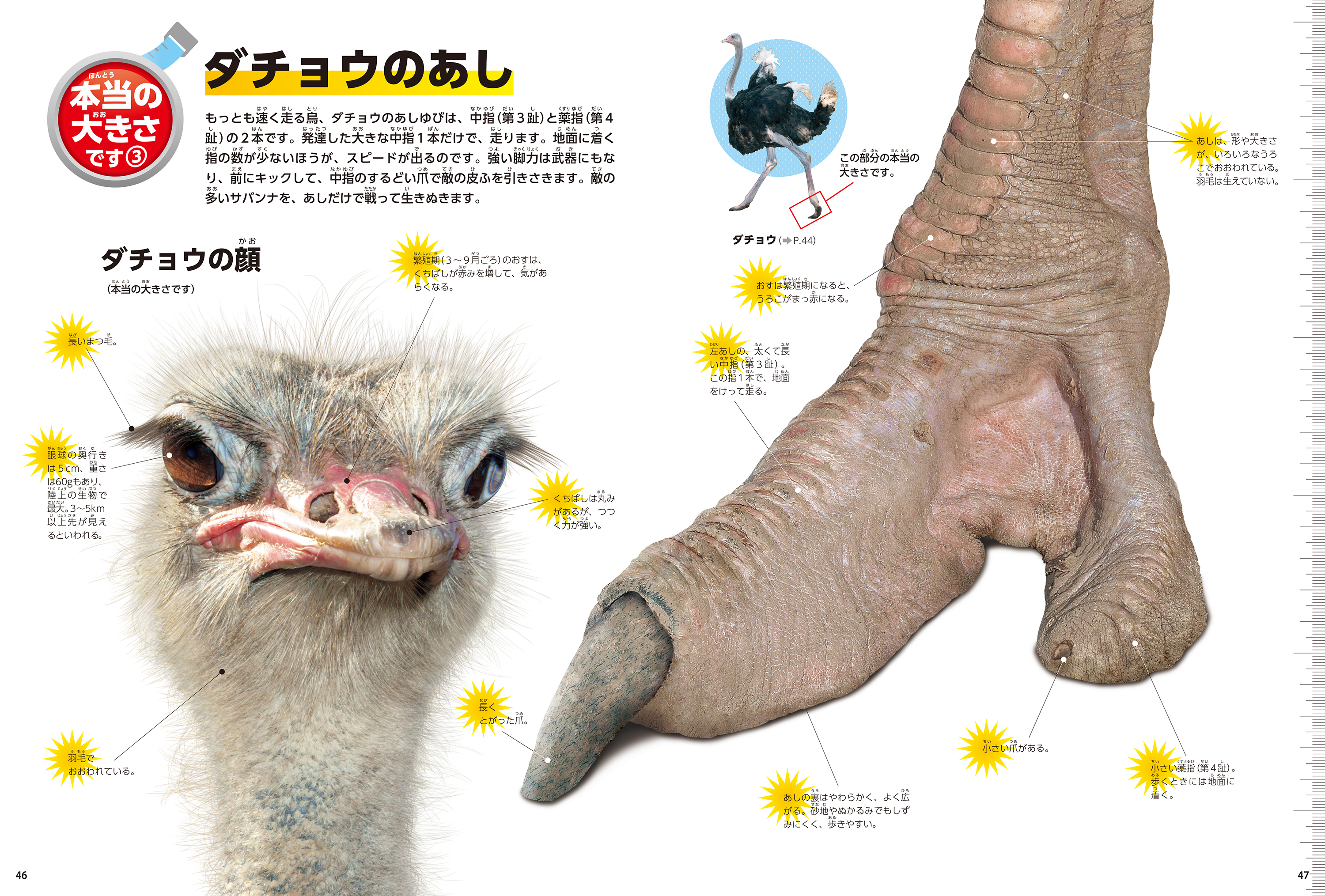 「ダチョウのあし」紙面