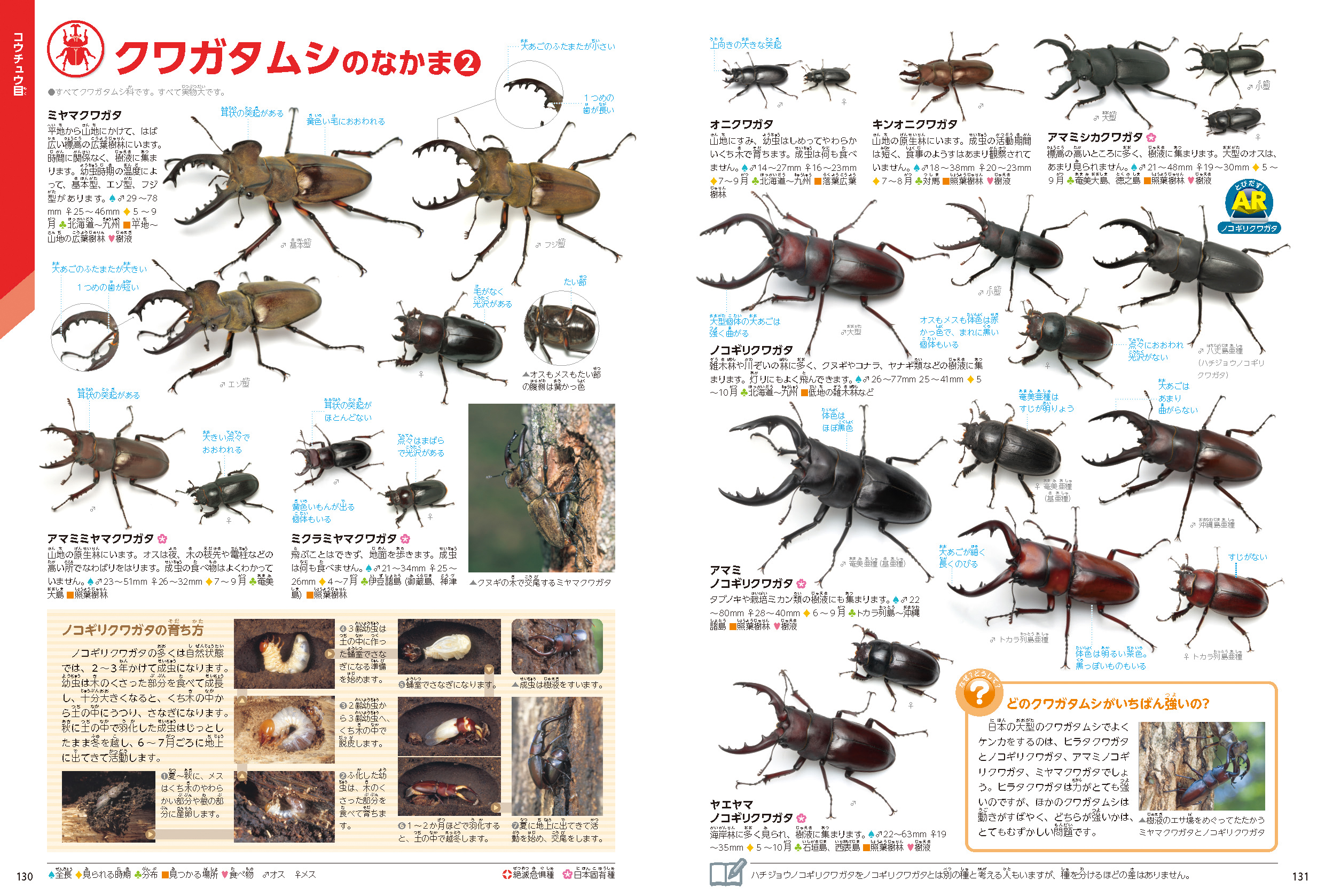 「クワガタムシのなかま」紙面