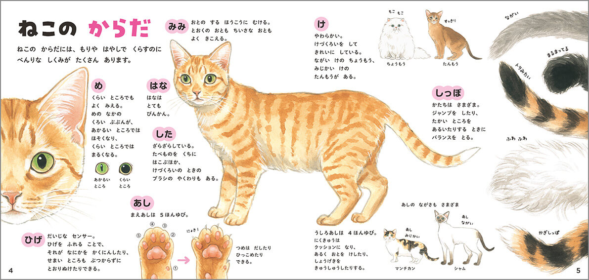 「にょき！ と出てくるつめなど、ねこのからだは森や林でくらすのに便利なしくみがいっぱい」紙面